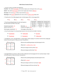 Create a punnett square to show the possibilities that would result if squidward and his new bride had children. Import Zona Profesor Bikini Bottom Genetics Leading Talents Com
