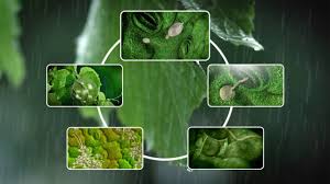 Hop downy mildew (caused by pseudoperonospora humuli) is specific to hops (humulus lupulus). See How Grape Downy Mildew Develops Youtube