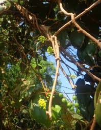 Image result for Tinospora tenera