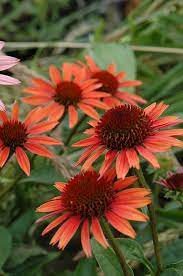 Pin On Gardening
