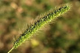 Image result for Setaria kagerensis