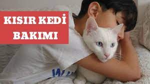 abdullah sah adli kullanicinin kedi panosundaki pin 2021 kedi