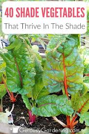 ✅ browse our daily deals for even more savings. Can Vegetables Grow In Shade Yes In Fact Some Even Prefer The Shade And Shade Loving V Vegetable Garden Planner Organic Vegetable Garden Growing Vegetables