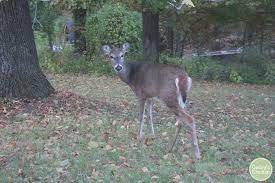 Giving Thanks To Animals For "Sacrificing" Their Lives - Cadry's Kitchen