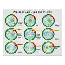 Biological Phases Of Cell Cycle And Mitosis Chart
