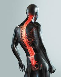 Bones have many shapes and sizes and are important to add structure to the body and protection to the vital structures. Human Body Parts X Ray 3d Rendering Stock Illustration Illustration Of Body Digestion 143443972