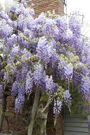 Wisteria Wisteria Tree Beautiful Flowers Garden Flowering Vines