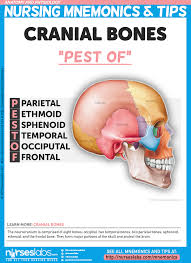 Anatomy And Physiology Nursing Mnemonics Tips Nursing Mnemonics Anatomy And Physiology Physiology