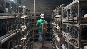 Check spelling or type a new query. Burung Puyuh Mendadak Mati Di 6 Lokasi Berbeda Petugas Menduga Terjangkit Virus Avian Influenza Halaman 2 Tribunnews Com