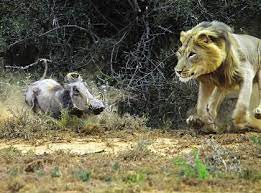 dramatic photo's - lion vs warthog | AfricaHunting.com