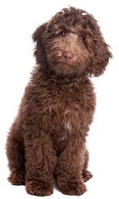 Image result for labradoodle