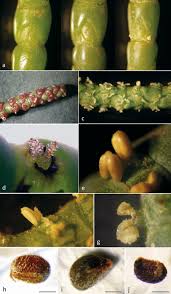 Image result for Sarcocornia