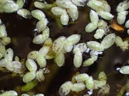 Image result for Lemna