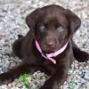 Browse thru our id verified puppy for sale listings to find your perfect puppy in your area. 1