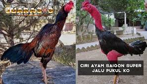 Pin Di Sabung Ayam Online