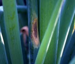 黒斑病 こくはんびょう 農業害虫や病害の防除 農薬情報 病害虫 雑草の情報基地 全国農村教育協会