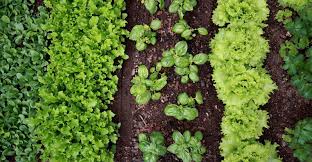 How to start my garden. Vegetable Garden Basics Start Seeds Or Buy Plants My Garden Life