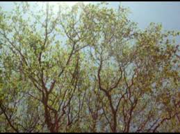 Le plan est dans la cabane au fond du jardin. Laurent Gerra Ma Cabane Au Fond Du Jardin Avec Paroles Youtube