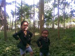 Posts about jual tanaman di bandung written by tamanhijau90. Jual Bibit Tanaman Bandung Community Facebook