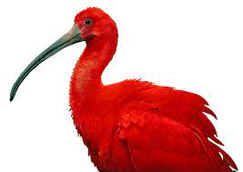 What is the national animal of trinidad and tobago? National Birds Life In Trinidad Tobago
