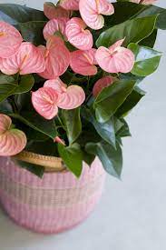 15 The Best Indoor Plants For The Beauty And Natural Air Purity Of Your Home In 2020 Indoor Flowering Plants Indoor Flowers Best Indoor Plants