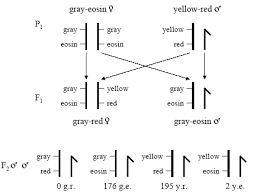 Genetic Recombination And Gene Mapping Learn Science At Scitable