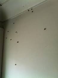 Australia, had two wasps randomly in the house one day but we killed them. Forum Little Flying Insect Come From Indoor Pot
