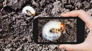 Invitation To Chafer Grub And Leatherjacket Summit Bigga