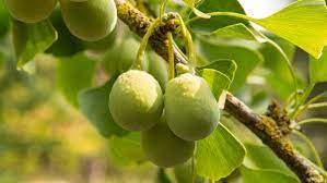 The sourwood tree, the sweet gum tree and the ginkgo grow into some of the most brilliant leafy displays of fall color. Ginkgo Biloba Treeebb Baumsuchmaschine Im Internet Baumschule Ebben