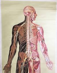 Nov 13, 2016 · free exercise videos find over 300 exercise videos with audio instructions and form tips. Vintage Anatomy Chart Human Body Nervous System Germany 1957 By Ernst Klett Verlag Human Body Nervous System Human Nervous System Human Body