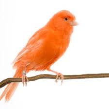 Http Www Mundoanimalia Com Images Articles E1 31 22 35f4a8d465e6e1edc05f3d8ab658c551 Canario Naranja Istok Jpg My Favorite Color Orange Birds