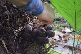 The soil structure for optimum growth needs to be sandy, argillaceous, and rich in organic materials. Salak Palm A Guide For Tropical Permaculture Porvenir Design