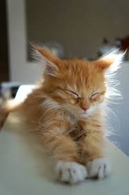 Cats Knead On Beds On Soft Blankets And Sometimes They Knead Their Humans Kittens Cutest Cats Beautiful Cats