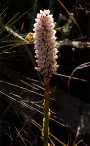 Image result for Disa fragrans