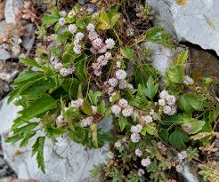 Image result for Cuscuta planiflora
