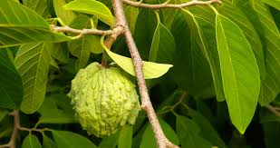 Image result for Annonaceae