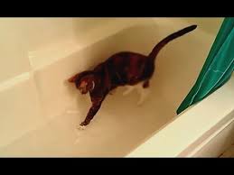 Your cat sees you spending a lot of time in the bathroom and naturally wants to hang out with you. Cats Vs Bathtubs Youtube