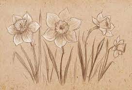 We begin with the oval for the core and the cup on which it is held. How To Draw A Daffodil Flowers Easy Step By Step