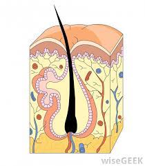 The purpose of this episode is to help give guys who are dealing with pili multigemini. What Is Pili Multigemini With Pictures