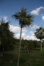 Image result for Coccothrinax argentea