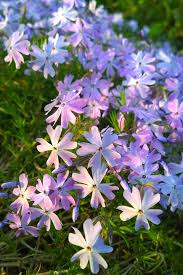 Check spelling or type a new query. 20 Best Spring Flowers Popular Flowers To Plant In Spring