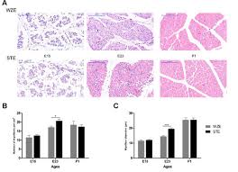 DNA Demethylation of Myogenic Genes May Contribute to Embryonic Leg Muscle  Development Differences between Wuzong and Shitou Geese