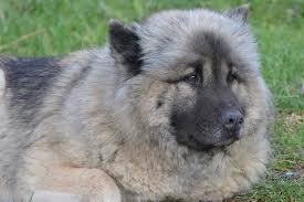 Breeders of show and pet eurasiers for more information on the breed or planned litters then feel free to email or call us. Eurasier Puppy Choices