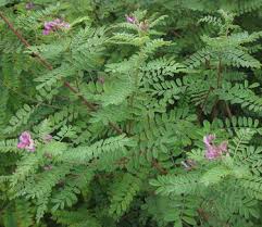 Image result for Indigofera