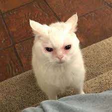 Imagen del famoso gato de Internet que parece que llora, Annie The Cat