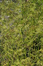 Image result for Oenanthe mildbraedii