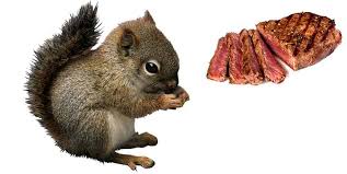 Including daily emissions and pollution data. Do Squirrels Eat Meat And The Reasons Why
