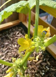 Image result for how to self pollinate cucumbers