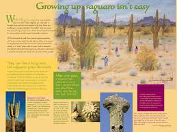 While most of the saguaro we found were in the sonoran desert, i did shoot one on the edge of a remote canyon where there were no others i could see for miles. Dry Summer Tohono Chul Tucson Az