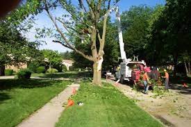 To meet this mission, we only hire the most professional and experienced employees, many with over 20 years of tree care experience. Tree Service Tree Removal Tree Trimming Dayton Oh